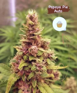 Papaya Auto (Papaya x Strawberry Banana), die einen steinharten Bud mit lebendigen roten Farbtönen zeigt, die typisch für die Sorte sind.