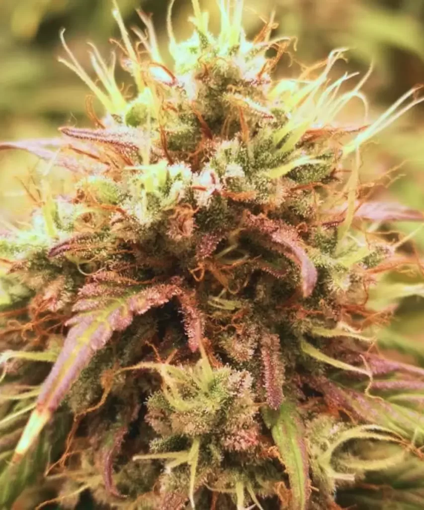 Papaya Auto (Papaya x Strawberry Banana) mit einem lebendig bunten und kräftigen Bud.