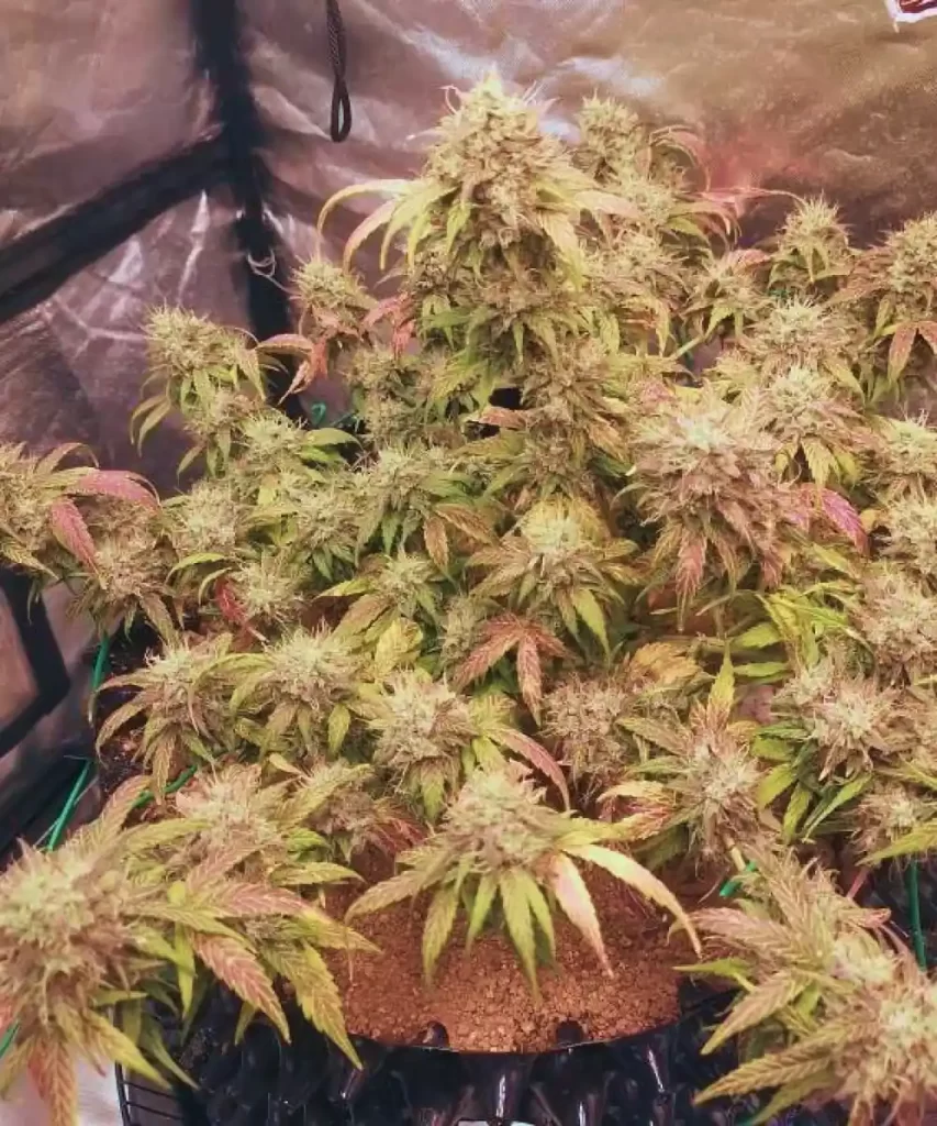 Papaya Auto (Papaya x Strawberry Banana), die eine lebendig bunte Pflanze zeigt.