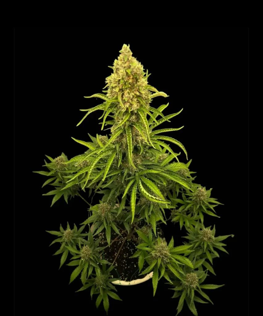 Papaya Auto (Papaya x Strawberry Banana), die eine lebendige, gesunde grüne Pflanze zeigt.