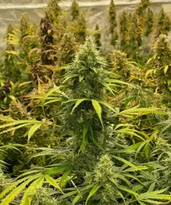 Papaya Auto (Papaya x Strawberry Banana), die in einem Indoor-Farm-Setup gedeiht.