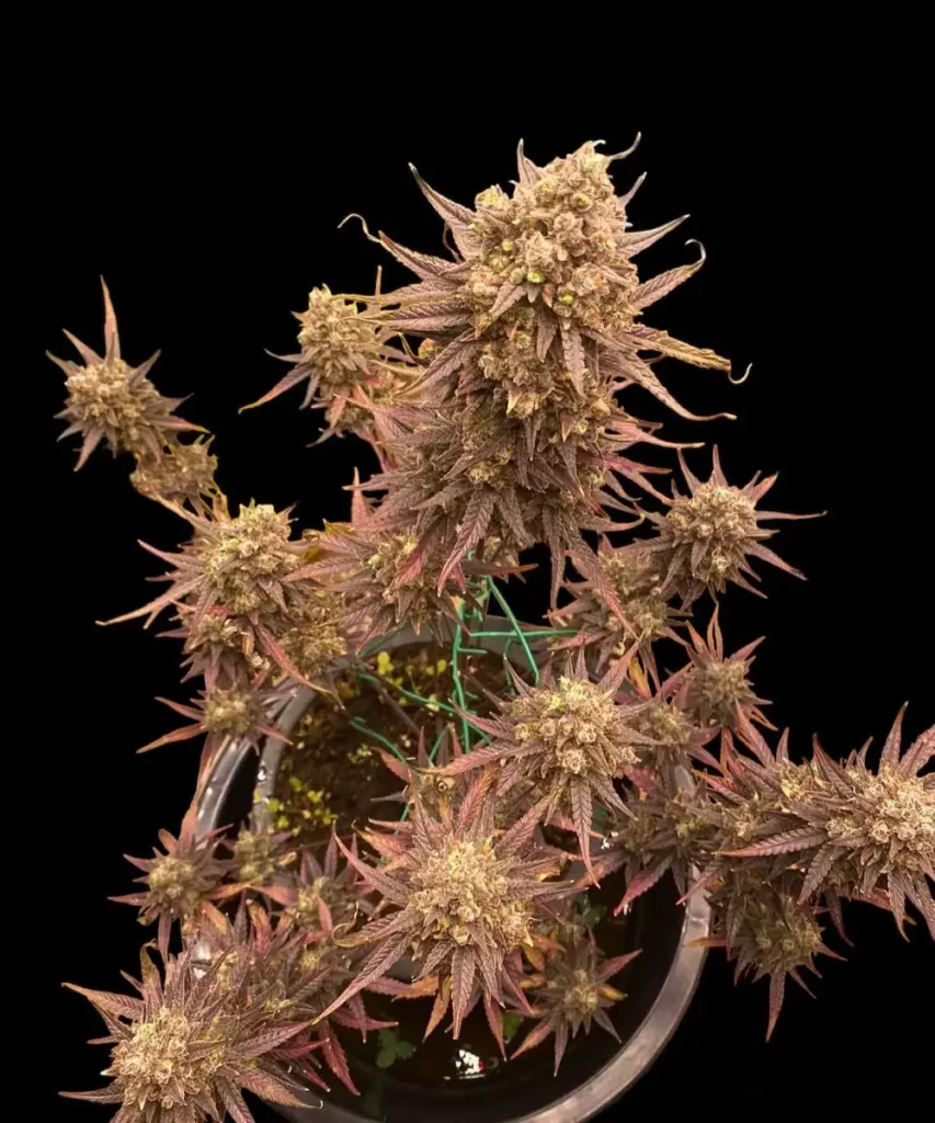 Rainbow-Runtz-Auto-1 Rainbow Runtz Auto Cannabis-Sorte, die lebendige rote Blätter und außergewöhnlich dichte, steinharte Buds zeigt, was auf ihr robustes und hochwertiges Wachstum hinweist.