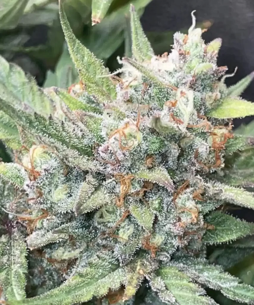 Rainbow-Runtz-Auto-4 Rainbow Runtz Auto, die einen frostigen, trichomreichen Bud zeigt, was auf hohe Potenz und eine reife Entwicklung hinweist.