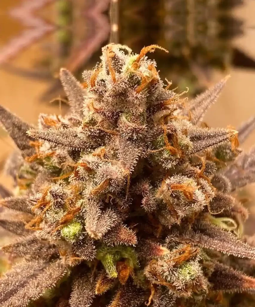 Rainbow-Runtz-Auto-5 Rainbow Runtz Auto Cannabis-Sorte mit frostigen, trichomreichen Buds, die eine eisige Beschichtung ähneln und auf hohe Potenz hinweisen.