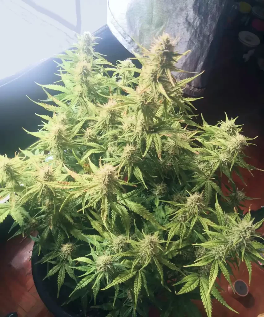 Rainbow-Runtz-Auto-6 Rainbow Runtz Auto Cannabis-Pflanze, die geschickt mit Low Stress Training (LST)-Techniken bearbeitet wurde, um optimales Wachstum und eine bessere Bud-Entwicklung zu fördern.