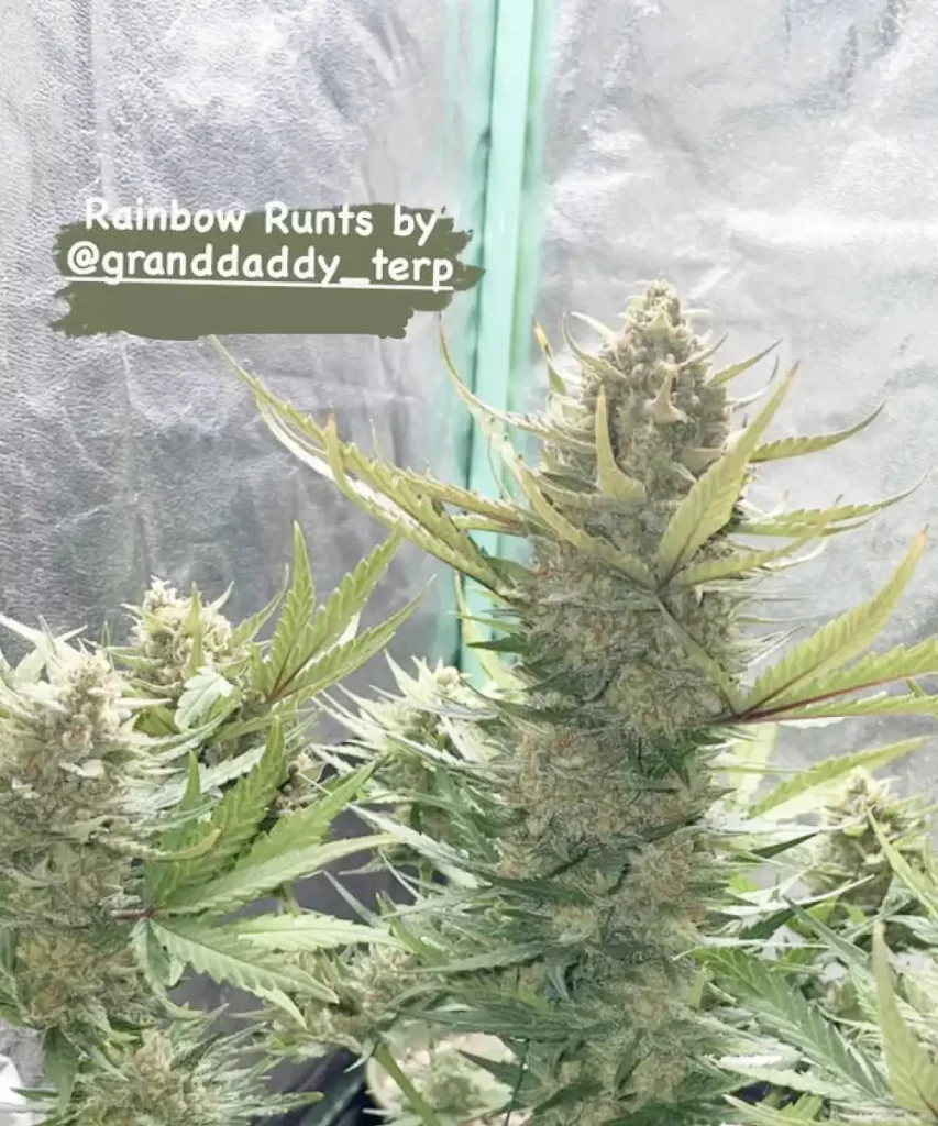 Rainbow-Runtz-Auto Rainbow Runtz Auto Cannabis-Pflanzen, die in einer Indoor-Anbauumgebung gedeihen und gesunde Entwicklung unter kontrollierten Bedingungen zeigen.