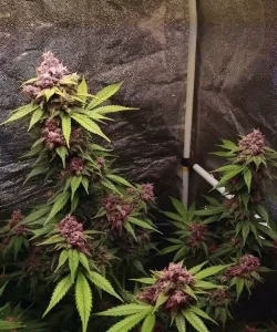 'Red Chile Truffles Feminized' Cannabis-Sorte, die ihren charakteristischen roten Farbton und die dicht gepackten Buds zeigt, was auf ihre einzigartige Züchtung und potente Eigenschaften hinweist.