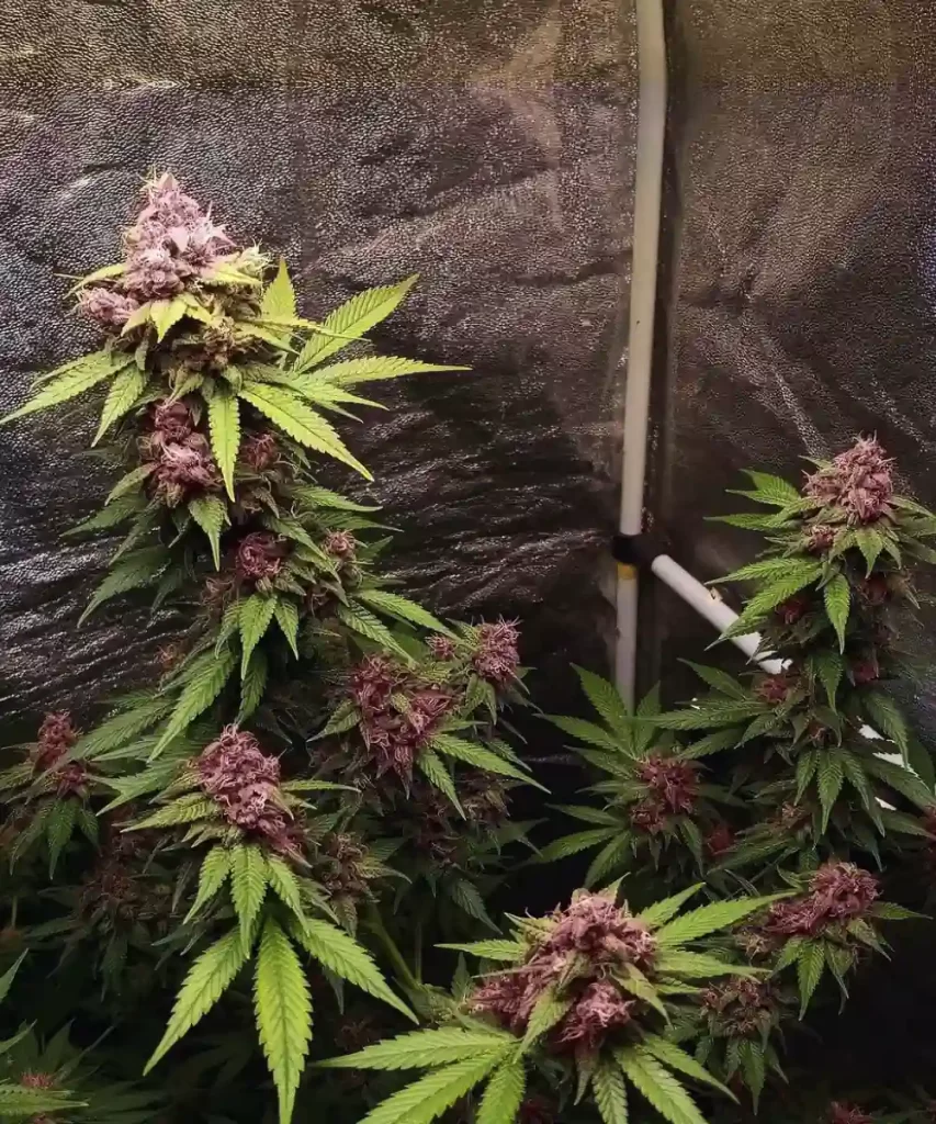 'Red Chile Truffles Feminized' Cannabis-Sorte, die ihren charakteristischen roten Farbton und die dicht gepackten Buds zeigt, was auf ihre einzigartige Züchtung und potente Eigenschaften hinweist.