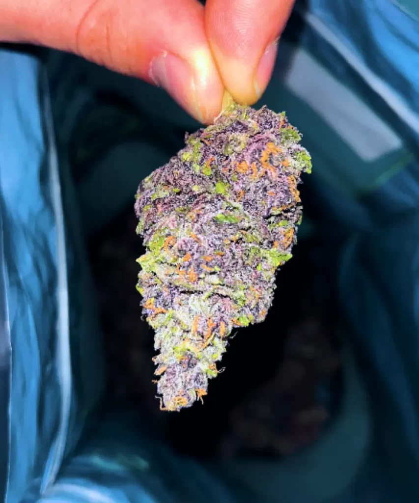 Ein sorgfältig geheilter Bud der 'Red Chile Truffles Feminized' zeigt einen tiefen lila Farbton, der auf einen sorgfältigen Reifungsprozess hinweist, der seine aromatischen und potenten Eigenschaften verstärkt.