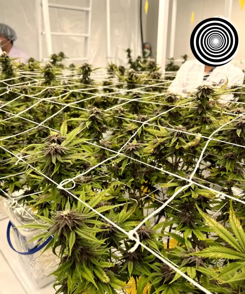 Weitreichende Ansicht einer 'Red Chile Truffles Feminized' Cannabis-Farm, mit Reihen von gedeihenden Pflanzen, die die Größe und Gesundheit des kommerziellen Anbaus zeigen.