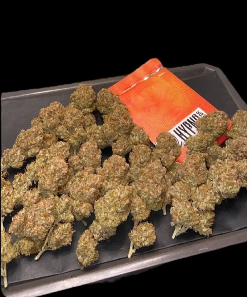'Red Chile Truffles Feminized' Sorte mit fachmännisch geheilten Buds, die die tiefen Farbtöne und gut erhaltenen Trichome hervorheben, um optimalen Geschmack und Potenz zu gewährleisten.