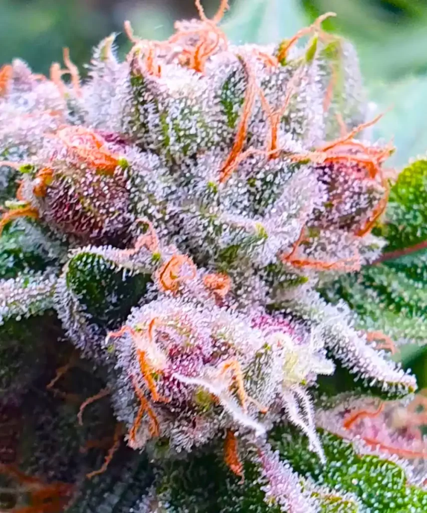 'Red Chile Truffles Feminized' zeigt lebendige lila Buds, die stark mit funkelnden Trichomen bedeckt sind und auf hohe Qualität und Potenz hinweisen.