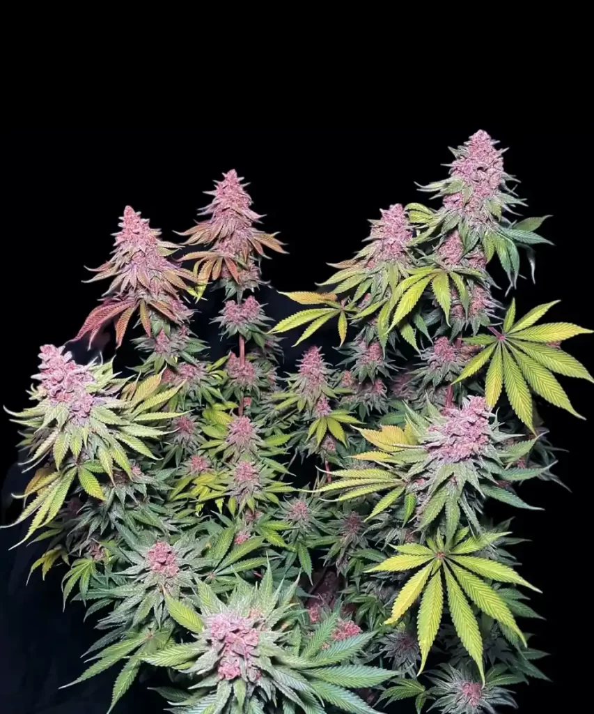 'Red Chile Truffles Feminized' Cannabis-Sorte mit ausgeprägten lila Akzenten in den Buds und Blättern, die ihr einzigartiges Farbprofil und ihre genetische Vielfalt hervorheben.