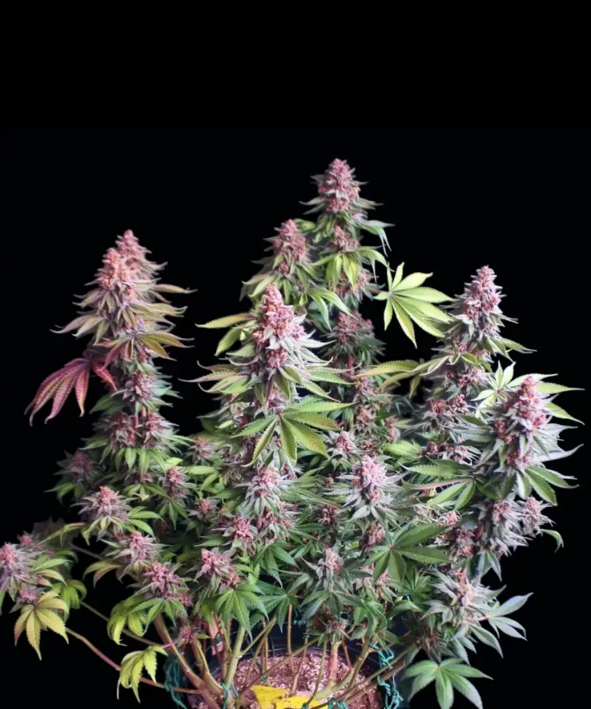 'Red Chile Truffles Feminized' zeigt lebendige lila Farbtöne und wurde geschickt mit der LST-Methode bearbeitet, um die Wachstumsstruktur und die Bud-Produktion zu optimieren.