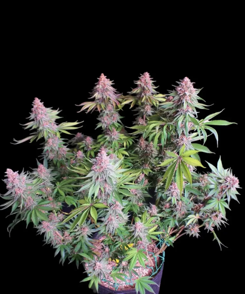 'Red Chile Truffles Feminized' Sorte mit auffälligem roten Laub, die geschickt mit Low Stress Training (LST) bearbeitet wird, um die Pflanzenstruktur zu optimieren und die Bud-Entwicklung zu fördern.
