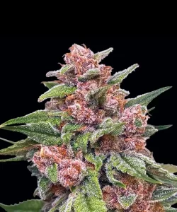 Lustrous, kristallbedeckte Buds der 'Red Chile Truffles Feminized' Sorte zeigen einen lebendigen roten Farbton, was auf ein reiches Terpenprofil und einen robusten Cannabinoid-Gehalt hinweist.
