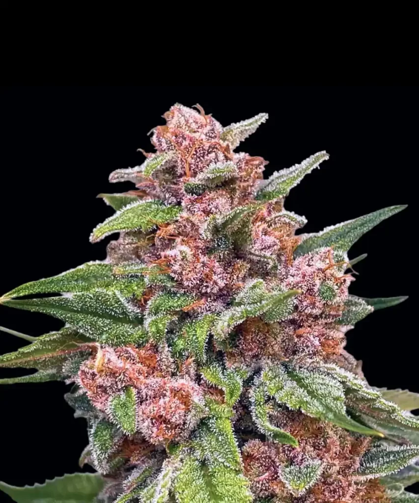 Lustrous, kristallbedeckte Buds der 'Red Chile Truffles Feminized' Sorte zeigen einen lebendigen roten Farbton, was auf ein reiches Terpenprofil und einen robusten Cannabinoid-Gehalt hinweist.