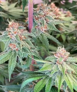 'Red Chile Truffles Feminized' mit frostigen Buds, die mit einer dichten Schicht Trichomen glänzen und ein eisiges Aussehen verleihen, das auf die potenten Effekte und das reiche Cannabinoid-Profil der Sorte hinweist.