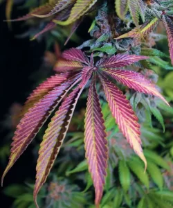 Verschiedene Farbtöne schmücken das Laub der 'Red Chile Truffles Feminized,' die ein lebendiges Farbenspiel auf den Blättern zeigt, was auf die einzigartige genetische Zusammensetzung der Sorte hinweist.