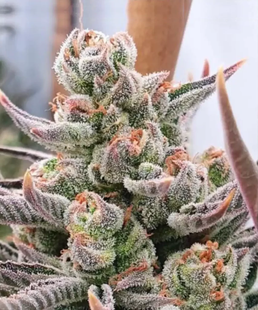 'Red Chile Truffles Feminized' Cannabis-Sorte mit Buds, die mit einer staubartigen Schicht Trichomen bedeckt sind, was auf eine potente und harzreiche Blüte hinweist.