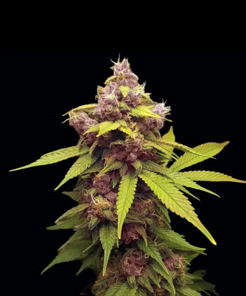 Nahaufnahme der 'Red Chile Truffles Feminized' Sorte mit intensiver roter Färbung und dichten, kompakten Buds, die die detaillierte Trichom-Bedeckung und die Qualität der Sorte hervorheben.