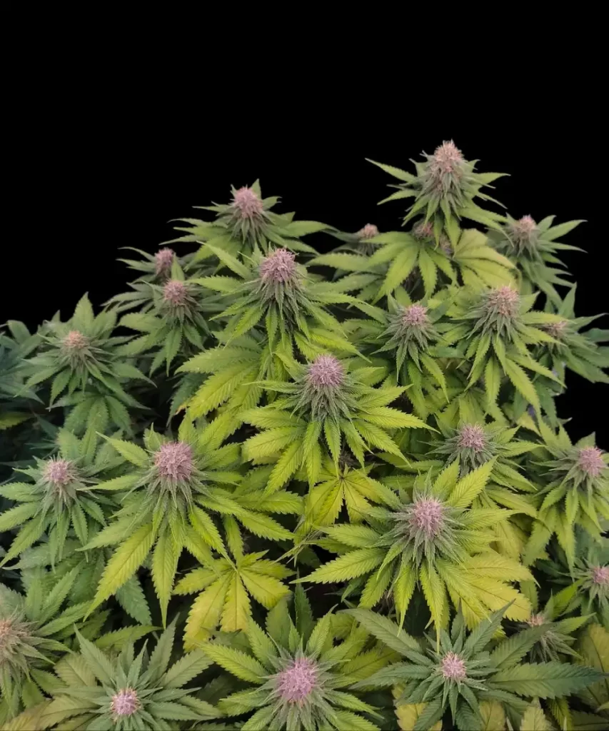 Üppiges, grünes Laub kennzeichnet die 'Red Chile Truffles Feminized' Cannabis-Pflanze und deutet auf ihre robuste Gesundheit und Vitalität hin.