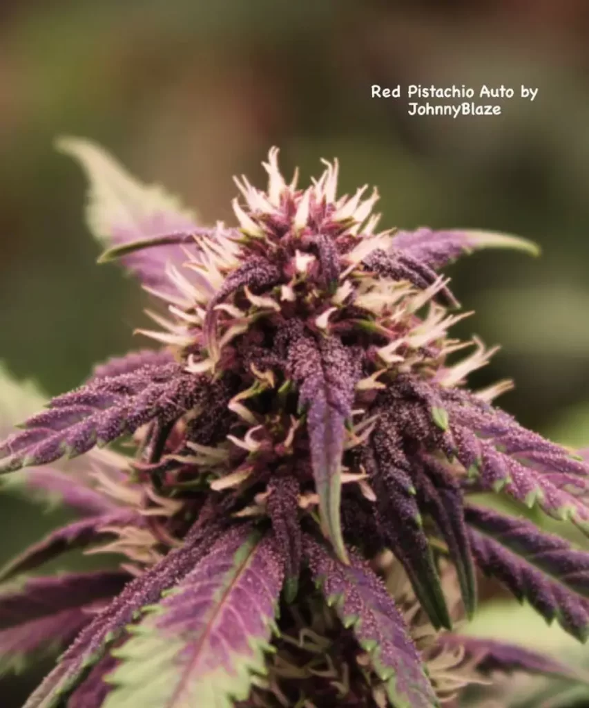 Red Pistachio Auto (Lemon Kush x Red Chile Truffles) mit blühenden Pistillen, die lebendige orange Pistillen vor dem Hintergrund von tiefem Grün zeigen und eine gesunde sowie robuste Blüte anzeigen.