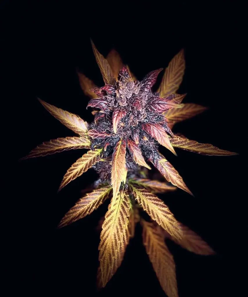 Red Pistachio Auto (Lemon Kush x Red Chile Truffles) mit kristallbedecktem Bud, das die reichhaltig harzige und funkelnde Oberfläche des Buds zeigt, was auf einen hohen Cannabinoid-Gehalt hinweist.