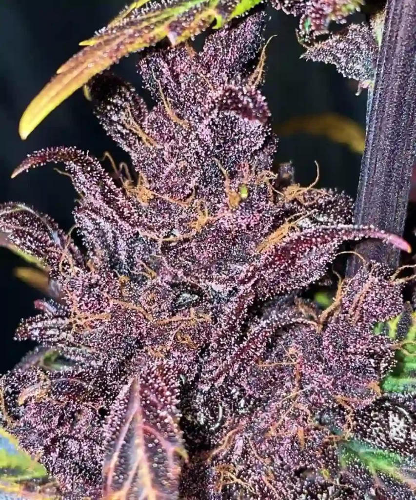 Red Pistachio Auto (Lemon Kush x Red Chile Truffles) mit trichomreichen Buds, die eine dichte Schicht kristalliner Trichome zeigen und auf potente Effekte sowie intensive Aromen hinweisen.