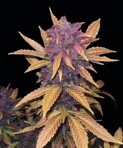 Red Pistachio Auto (Lemon Kush x Red Chile Truffles), die lebendige lila Buds und ein Spektrum farbenfroher Blätter zeigt, was ihren einzigartigen und visuell auffälligen Phänotyp veranschaulicht.