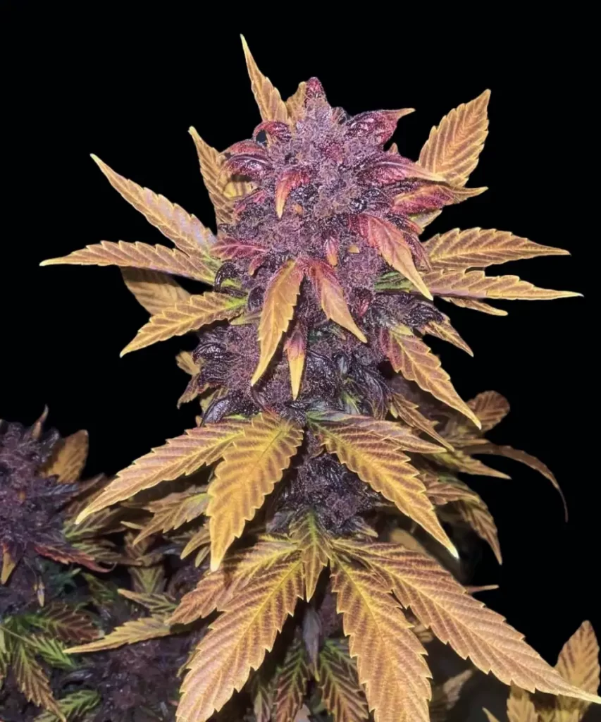 Red Pistachio Auto (Lemon Kush x Red Chile Truffles), die lebendige lila Buds und ein Spektrum farbenfroher Blätter zeigt, was ihren einzigartigen und visuell auffälligen Phänotyp veranschaulicht.
