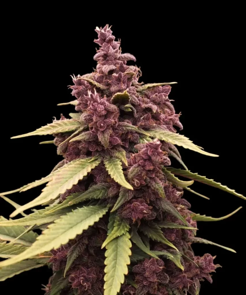 Red Pistachio Auto (Lemon Kush x Red Chile Truffles), die einen frostigen Bud mit einer lebendigen roten Färbung zeigt und ihre einzigartigen und visuell beeindruckenden Merkmale hervorhebt.