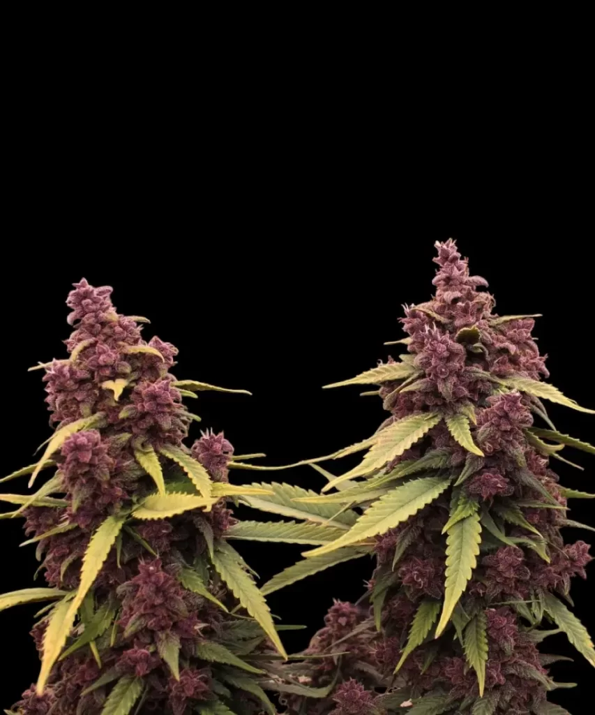 Red Pistachio Auto (Lemon Kush x Red Chile Truffles), die eine auffällige rote Sorte mit lebendigen Farben zeigt, ein einzigartiges Merkmal ihrer charakteristischen Genetik.