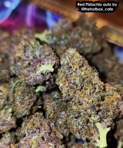 Red Pistachio Auto (Lemon Kush x Red Chile Truffles), die rote und lila getrocknete Buds zeigt.