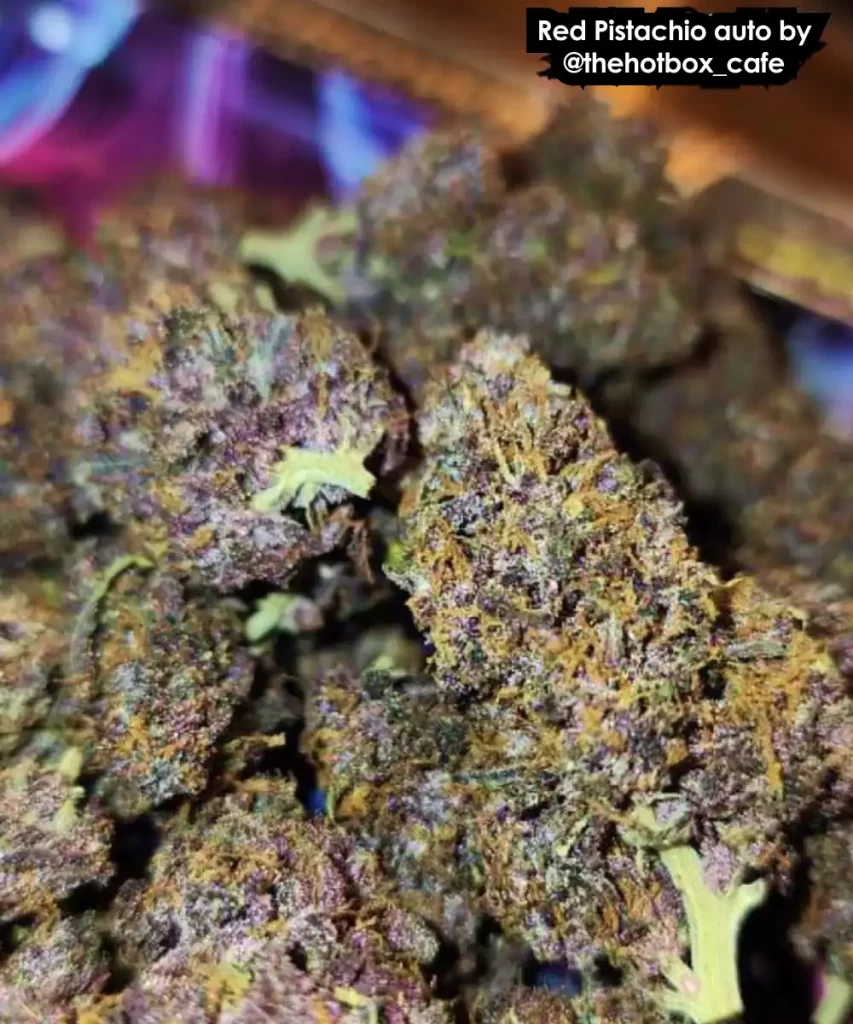 Red Pistachio Auto (Lemon Kush x Red Chile Truffles), die rote und lila getrocknete Buds zeigt.
