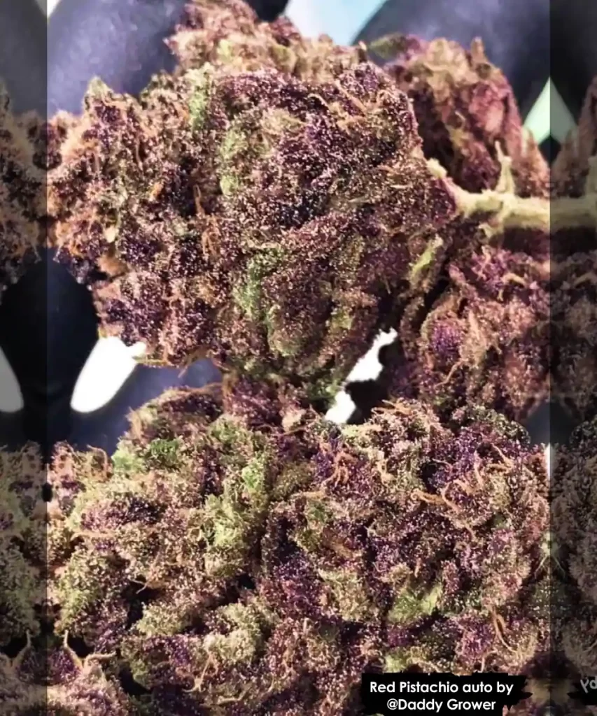 Red Pistachio Auto (Lemon Kush x Red Chile Truffles), die harzige getrocknete Buds zeigt und eine reichhaltige, klebrige Textur präsentiert.