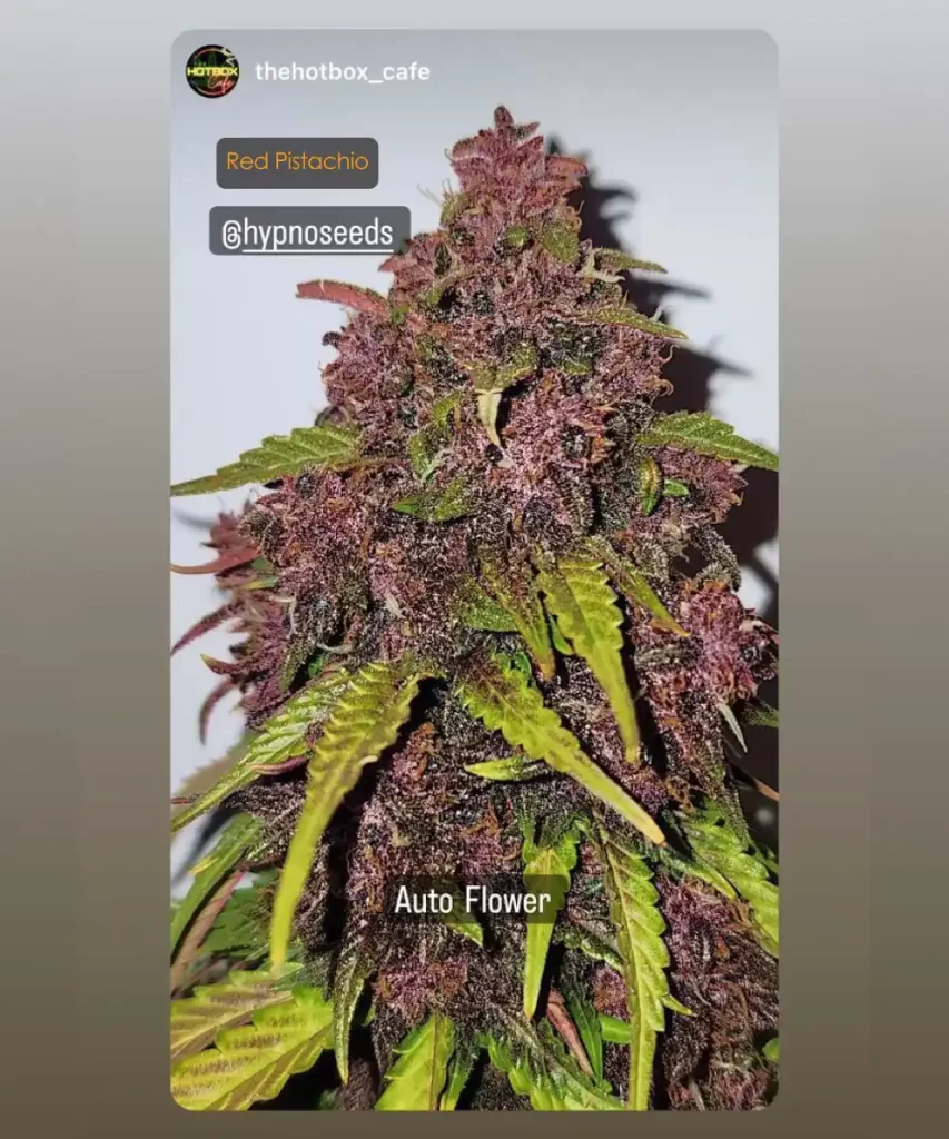Red Pistachio Auto (Lemon Kush x Red Chile Truffles) mit einem auffälligen roten Bud, der sich gegen lebendig grüne Blätter abhebt.