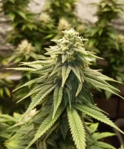 Die kräftige 'Z Feminized' zeigt ihr super Indica-Erbe mit breiten, tiefgrünen Blättern und signalisiert eine gesunde, gedeihende Pflanze mit einer robusten genetischen Abstammung.