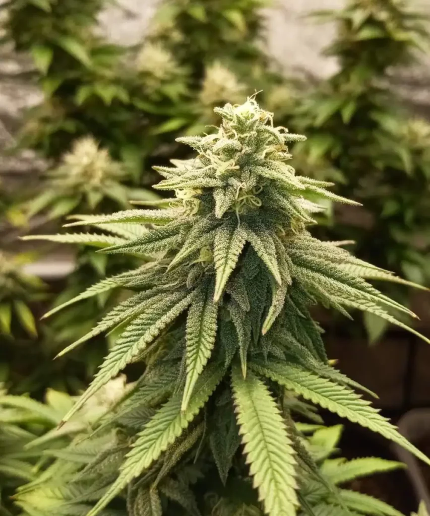 Die kräftige 'Z Feminized' zeigt ihr super Indica-Erbe mit breiten, tiefgrünen Blättern und signalisiert eine gesunde, gedeihende Pflanze mit einer robusten genetischen Abstammung.