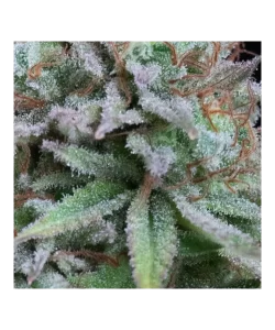 Nahaufnahme der Cali Deli Sativa mit zuckerhaltigem Geschmack, die die süßen Aromen der Sorte hervorhebt.