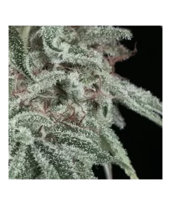 Nahaufnahme der Crystal Ball Auto (Creme Brulee x Grapefruit), einer ertragreichen Sorte, die sowohl in Innen- als auch Außenumgebungen gedeiht.