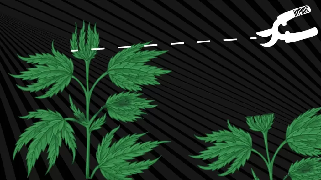 FIMing cannabis