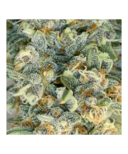 Nahaufnahme der Amnesia Haze Auto, einer 75% sativa-dominanten Sorte, die ihre charakteristischen Sativa-Merkmale zeigt.