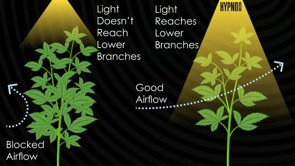 advantages of defoliating cannabis