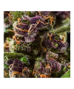 Nahaufnahme der Red Chile Truffles Feminized, einem Bestseller mit 25% THC, die ihre Qualität und die atemberaubende, rot gefärbte Sorte zeigt.