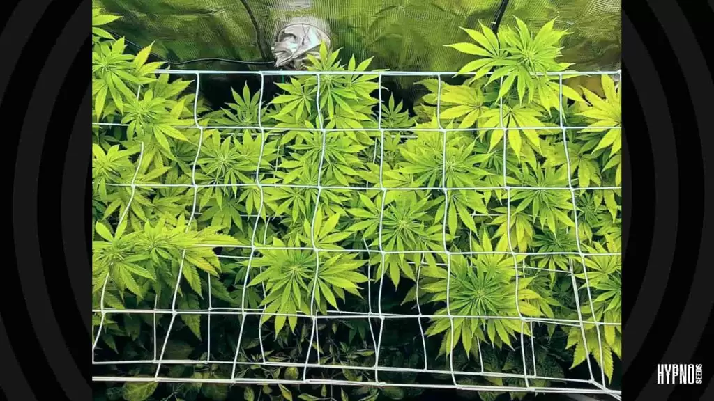 ScrOG cannabis