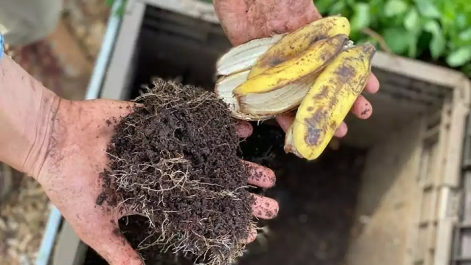 cannabis compost