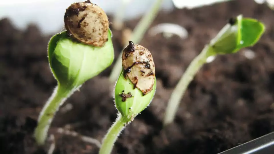 cannabis seedling
