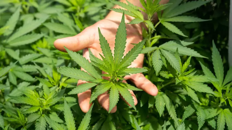 cannabis in vegetative stage