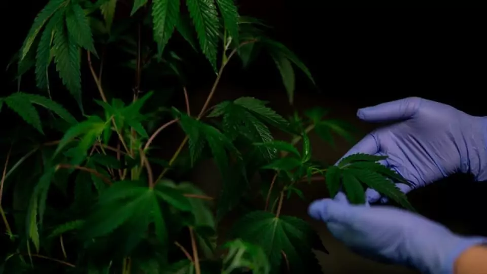 Image showing the process of cutting clones from a mature cannabis plant using scissors, a crucial step in cannabis propagation.